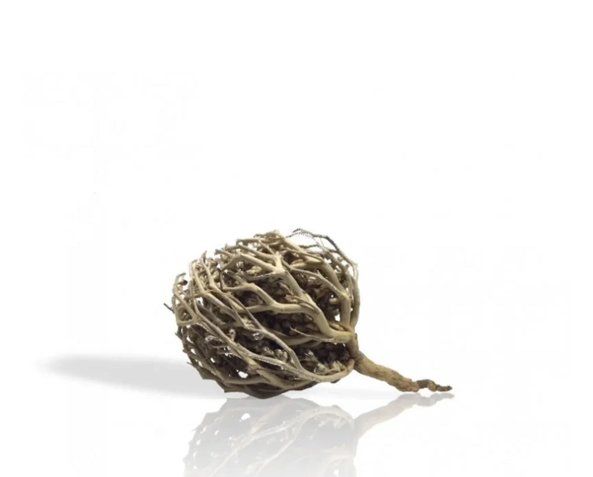 Rose de Jericho